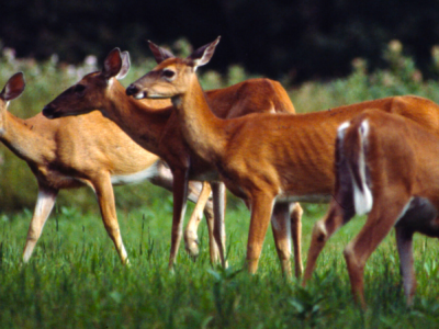 More Doe Tags Doesn’t Mean More Dead&nbsp;Deer